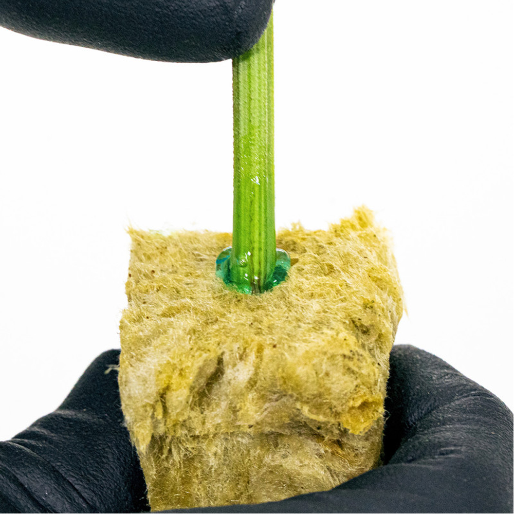 Athena Cuts gel de bouturage pour boutures
